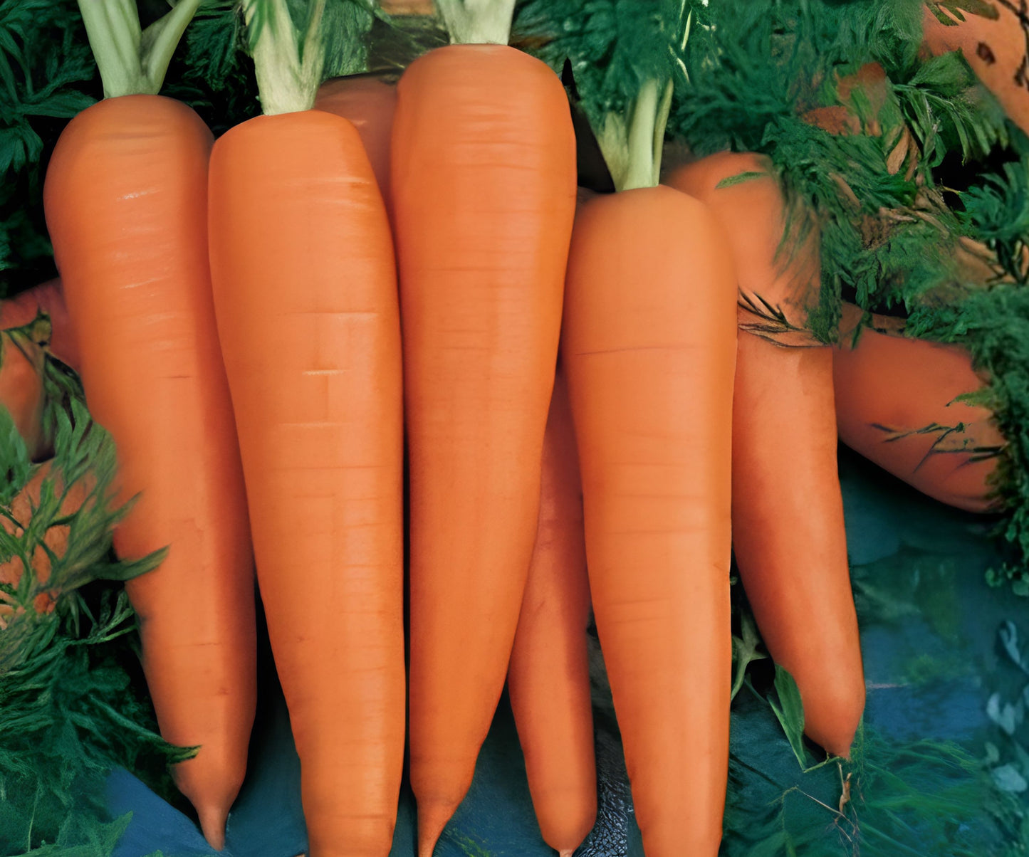 Oxheart Carrot Seeds - 1000+ Seeds for Garden Planting - Daucus carota - USA Grown, Organic Quality