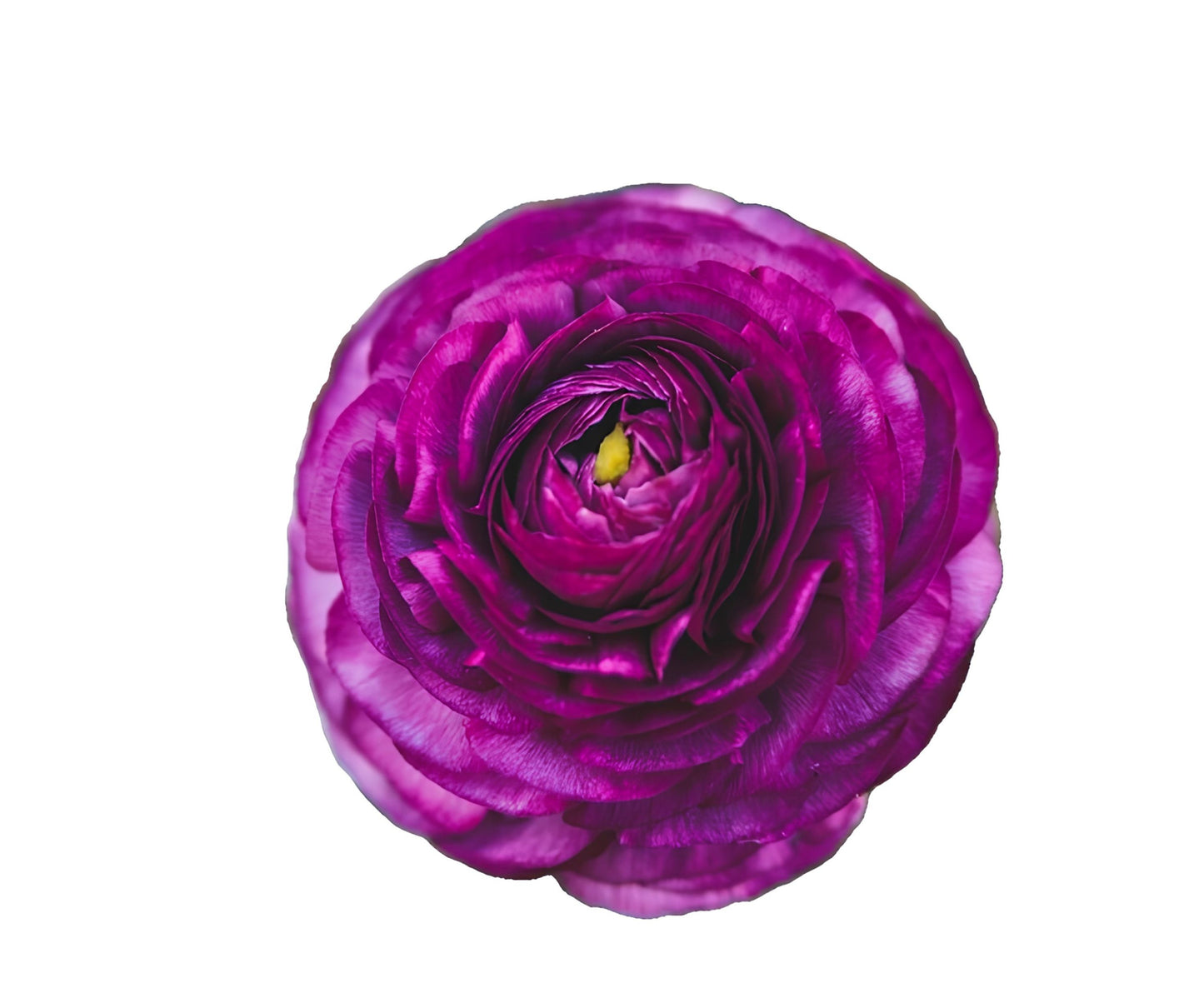 Amethyst Breeze Mum Seeds - 200+ Chrysanthemum Flower Seeds for Colorful Garden Blooms, Chrysanthemum morifolium