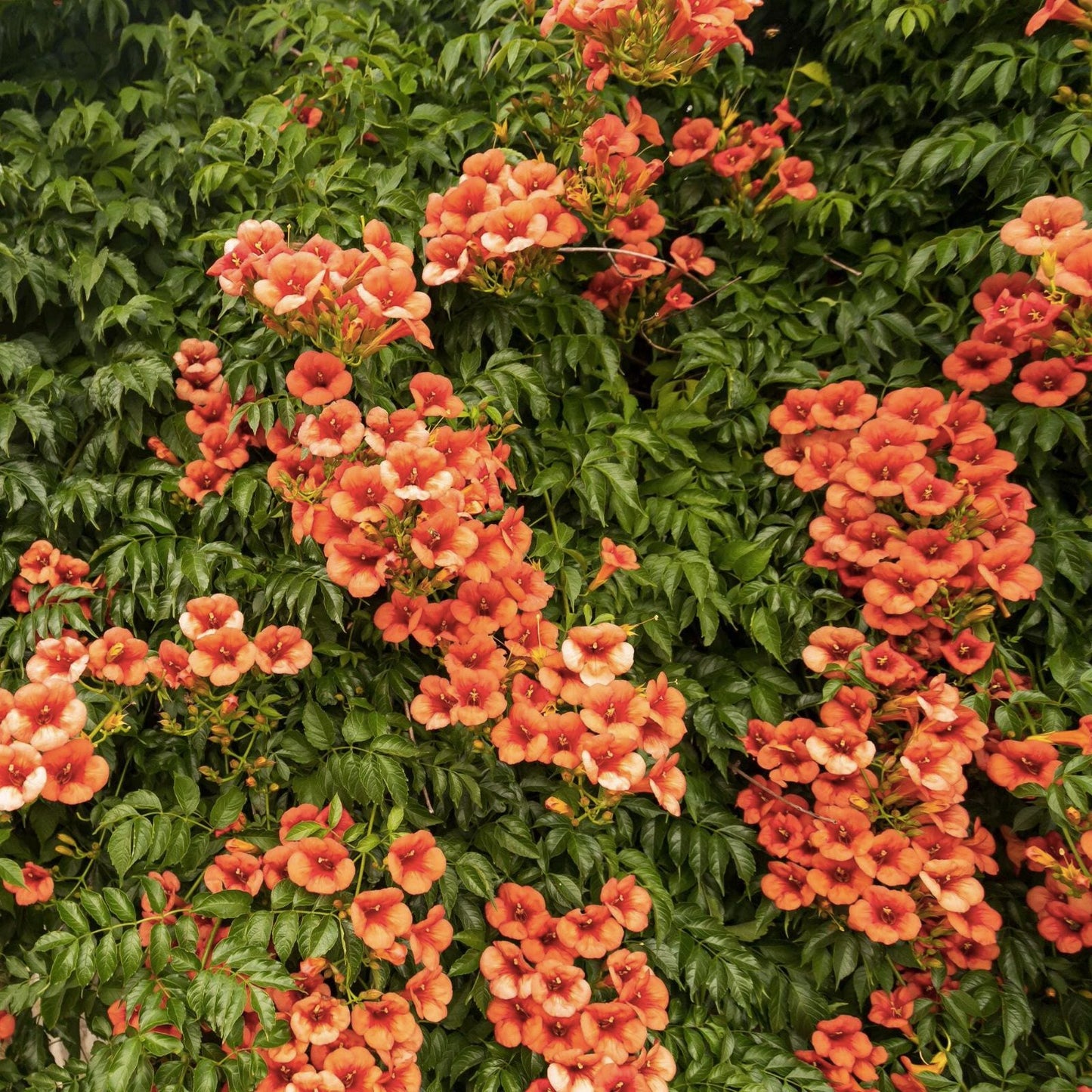 Hummingbird Trumpet Vine Seeds - 20+ Premium Seeds - Campsis radicans - Vibrant Orange Flowers for Garden Attraction