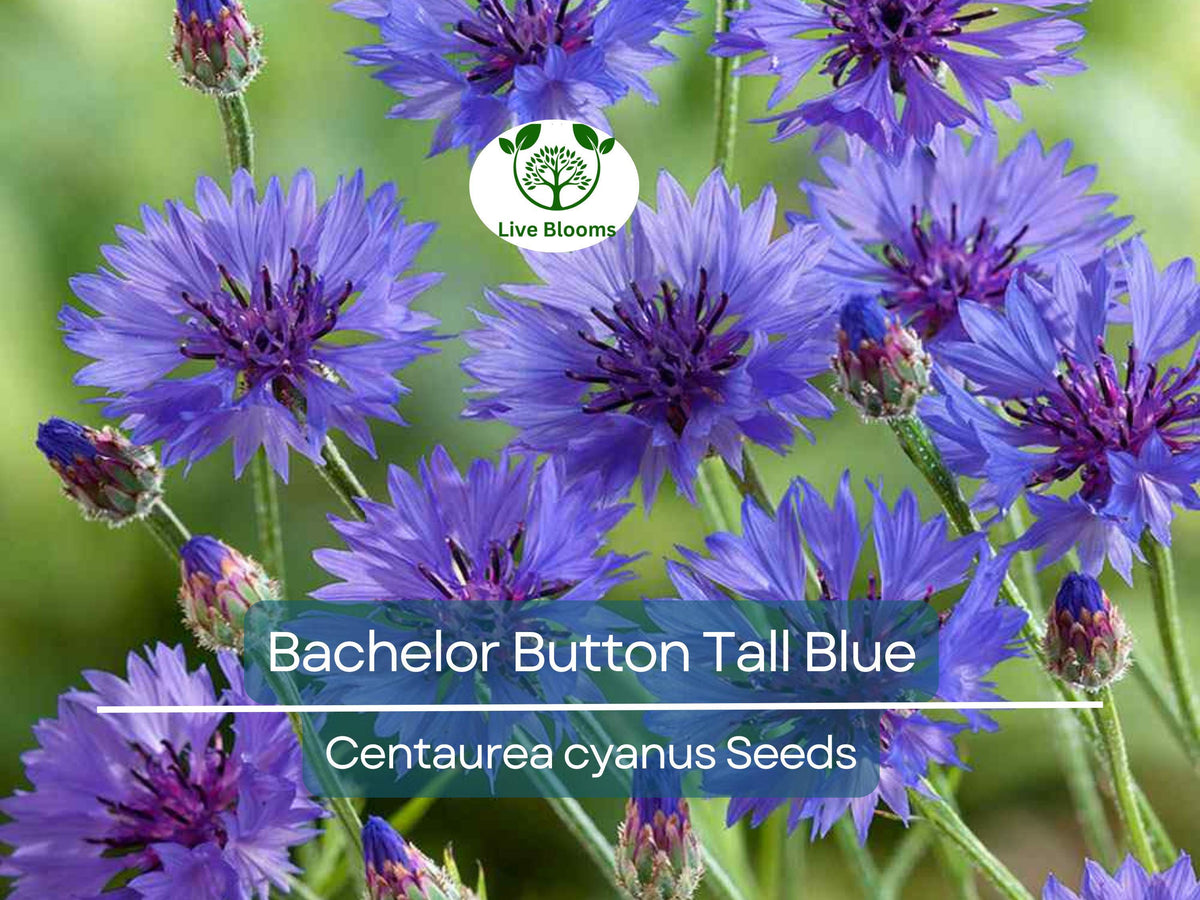 Cornflower Seeds 400 Pack, Tall Blue Bachelor Button, Heirloom, Non-GMO, Pollinator-Friendly, Centaurea cyanus