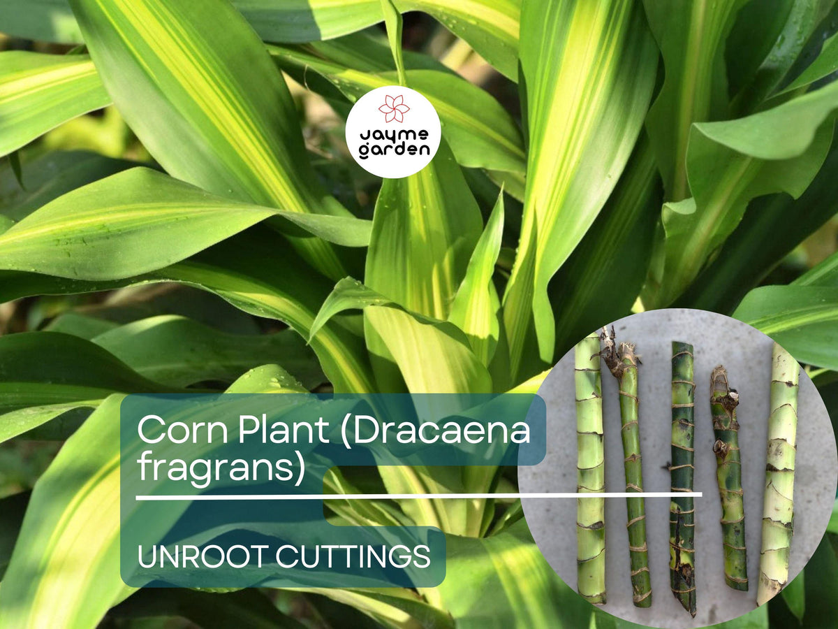 Christmas Cactus Starter Plant - Miss Shimano - Schlumbergera Truncata - Well-Rooted Indoor Cactus for Holiday Decor