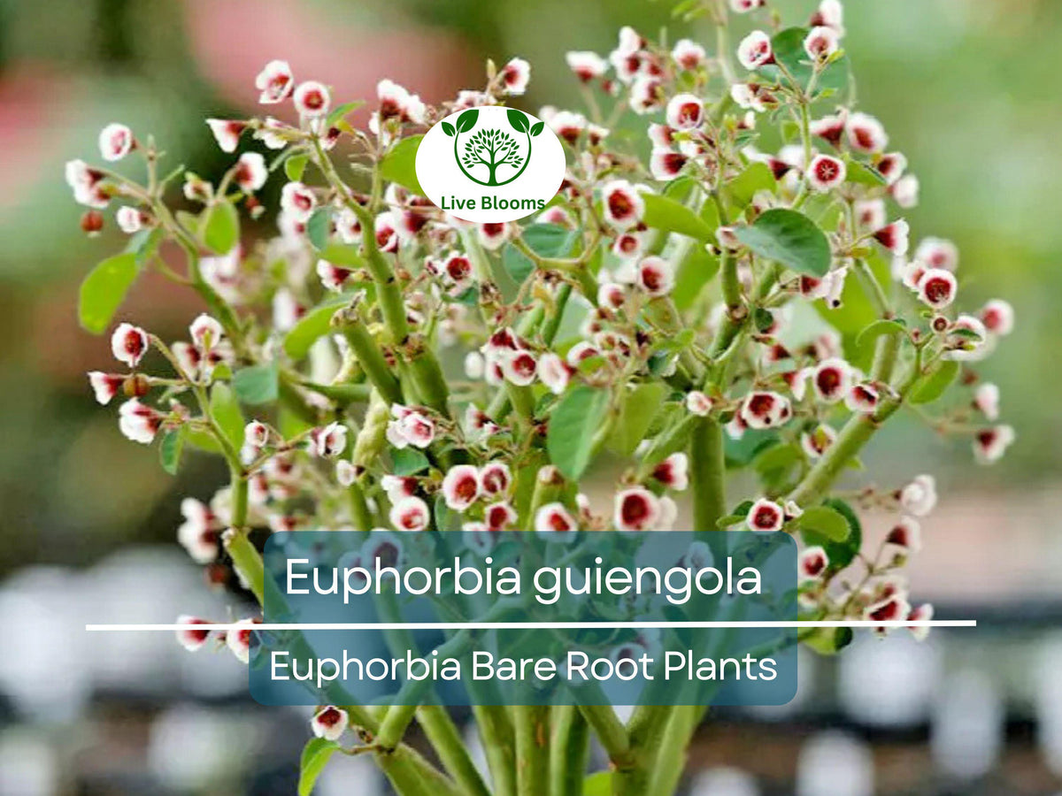 Golden Helios Radish Seeds (200 Seeds) - Non-GMO, Heirloom, Fast-Growing Raphanus sativus for Home Gardening