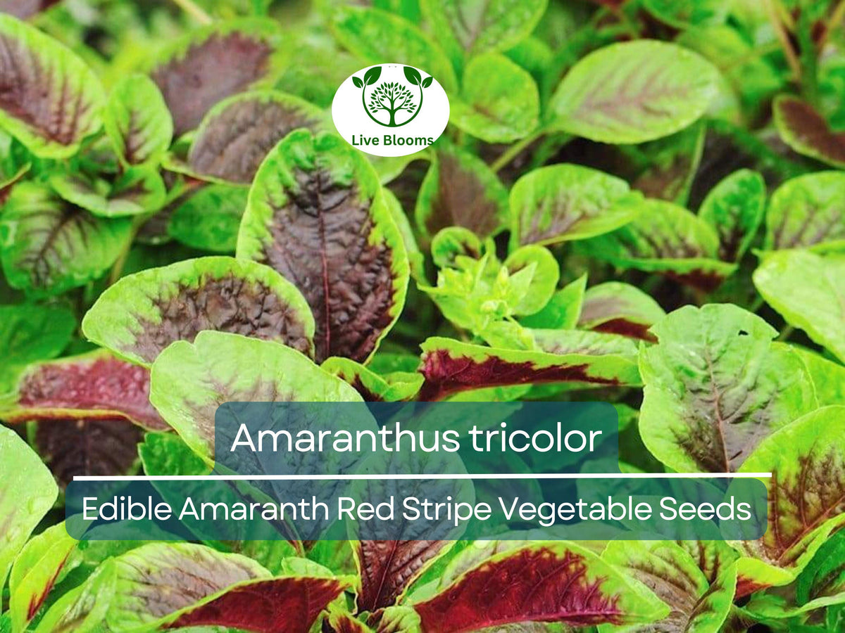 Edible Amaranth Seeds - 500 Count - Red Stripe Leaf - Amaranthus tricolor Red Beauty Tricolor - Nutritious, Vibrant Leafy Green