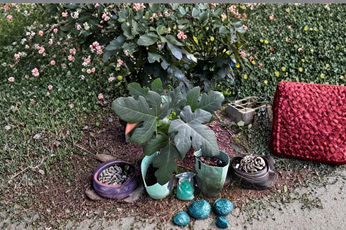 Christmas Cactus Starter Plant - Miss Shimano - Schlumbergera Truncata - Well-Rooted Indoor Cactus for Holiday Decor