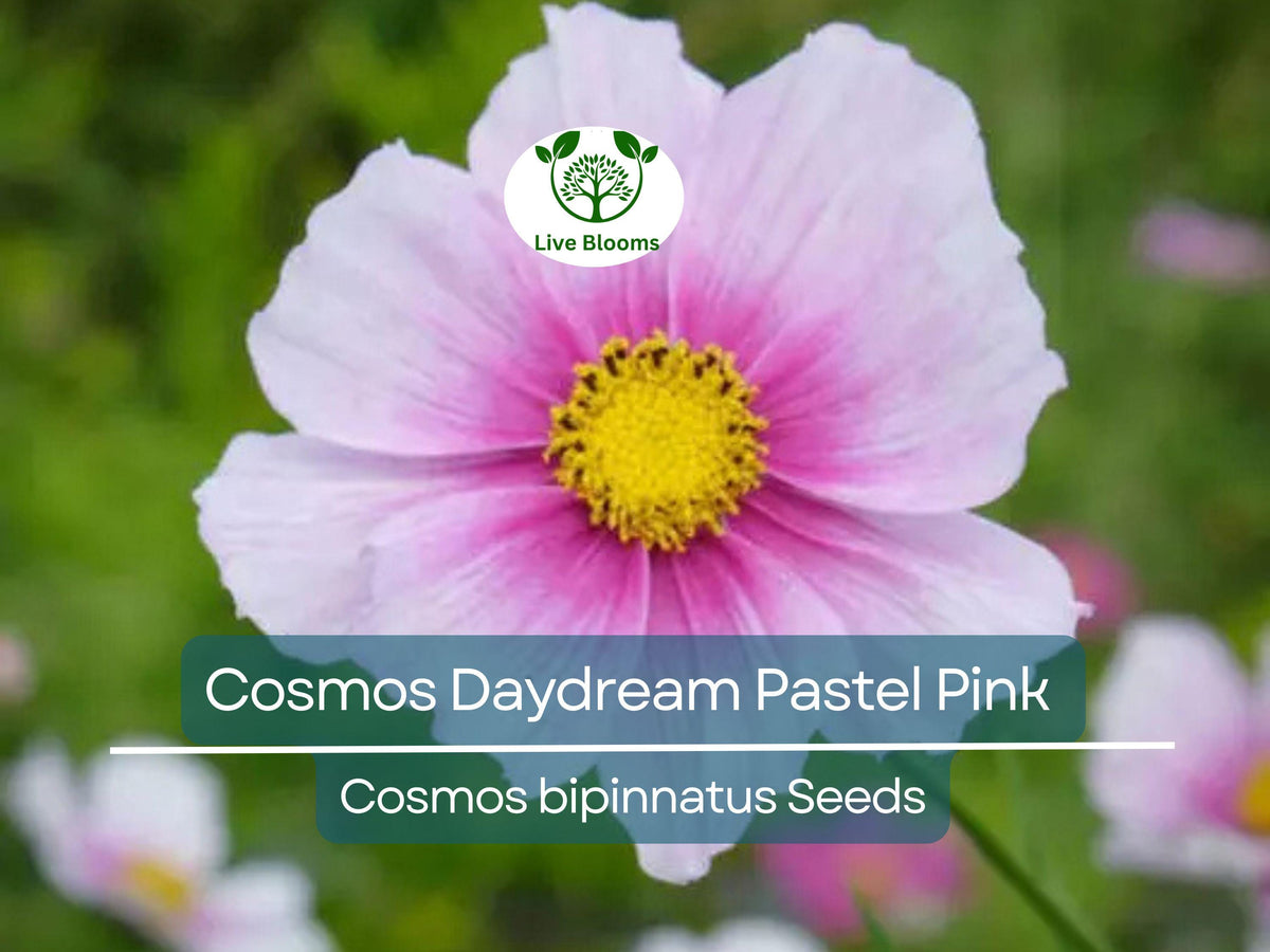 200 Cosmos Seeds - Pastel Pink Hybrid 'Daydream' (Cosmos bipinnatus), Non-GMO, Pollinator-Friendly Annual, Easy to Grow