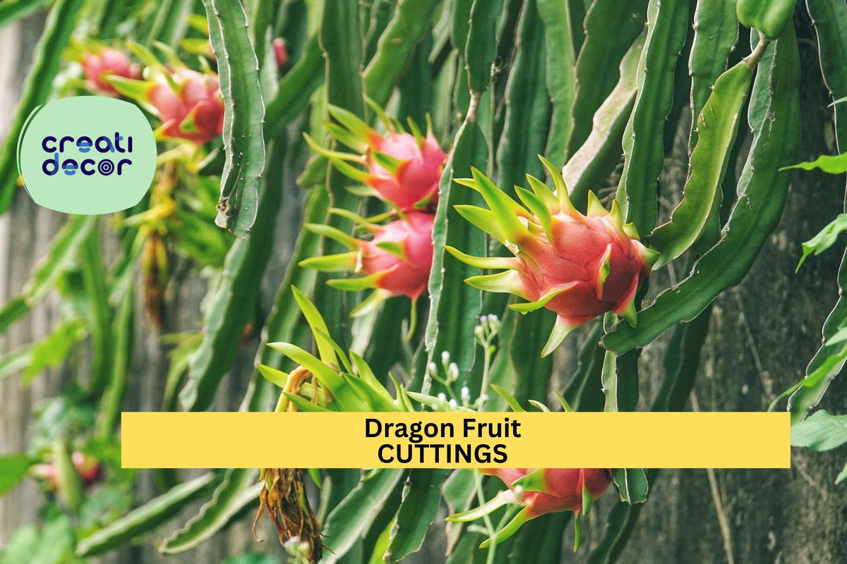 Christmas Cactus Starter Plant - Miss Shimano - Schlumbergera Truncata - Well-Rooted Indoor Cactus for Holiday Decor