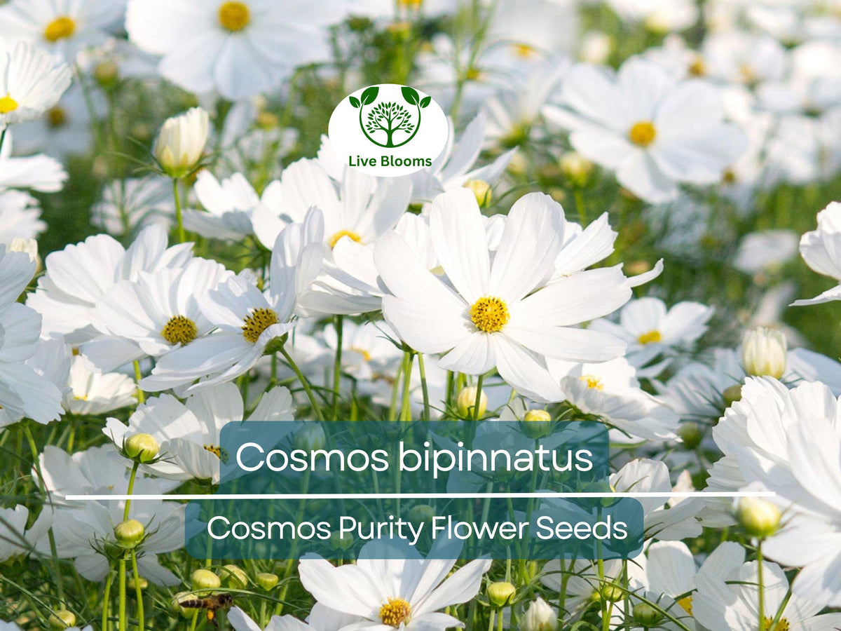 Cosmos Seeds 1 Gram Purity White Flowers for Planting | Cosmos bipinnatus | Easy to Grow Annuals for Gardens & Pollinators