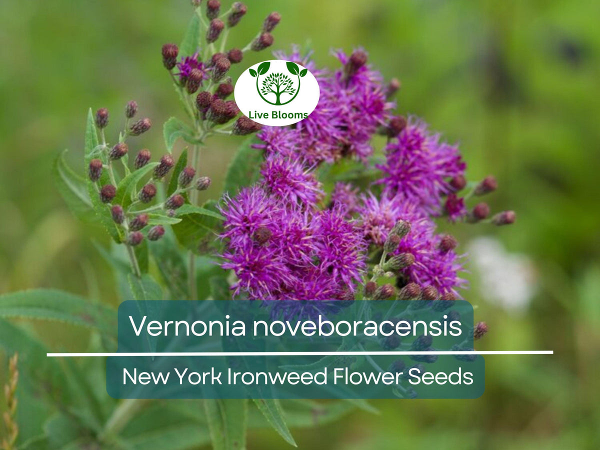 500 mg Seeds Vernonia noveboracensis - New York Ironweed, Native Perennial Wildflower, Purple Blooms for Pollinator Gardens