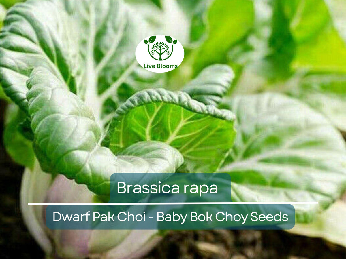 Dwarf Pak Choi Seeds - 180 Organic Baby Bok Choy Seeds (Brassica rapa) for Fast-Growing, Nutritious Asian Greens in Gardens