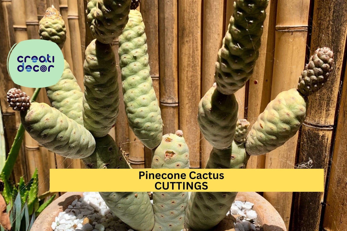 Christmas Cactus Starter Plant - Miss Shimano - Schlumbergera Truncata - Well-Rooted Indoor Cactus for Holiday Decor