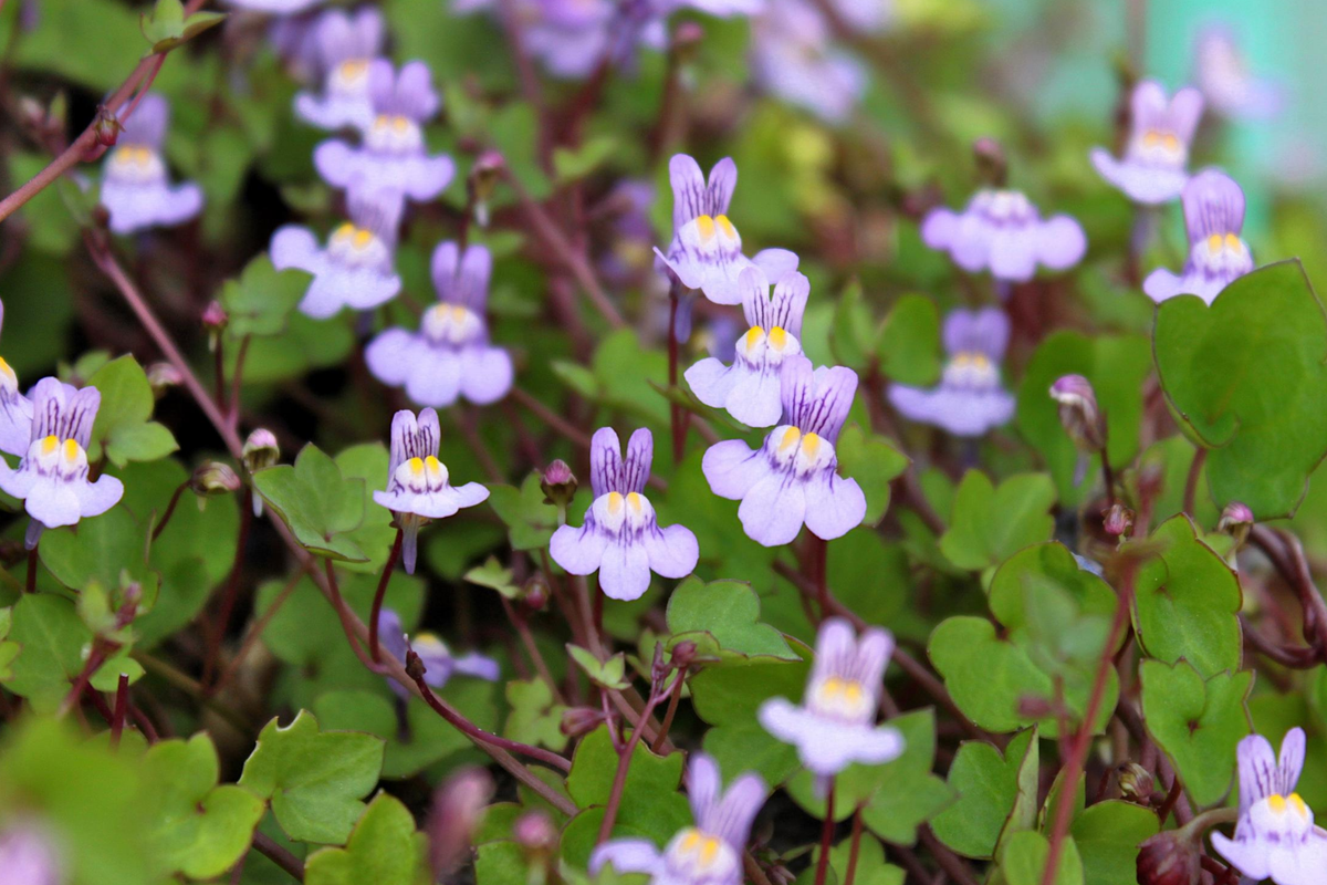 Kenilworth Ivy Seeds 200 Count, Lilac Perennial Ground Cover, Cymbalaria Muralis, Shade Tolerant, Deer Resistant