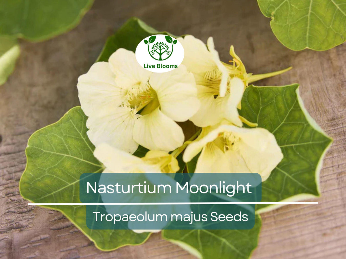 Nasturtium Moonlight Seeds - 10 Creamy White Edible Flower Seeds (Tropaeolum majus) - Heirloom, Non-GMO, Organic Garden Delight