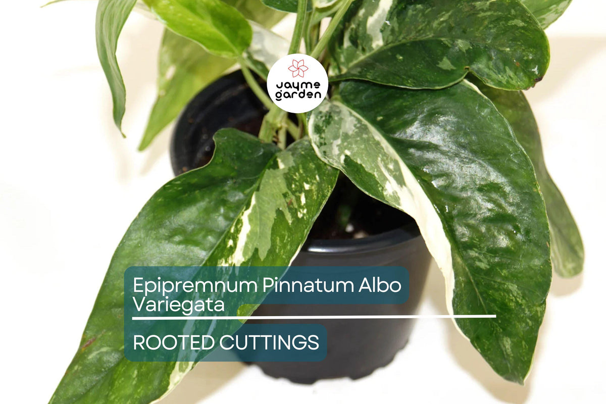 Christmas Cactus Starter Plant - Miss Shimano - Schlumbergera Truncata - Well-Rooted Indoor Cactus for Holiday Decor