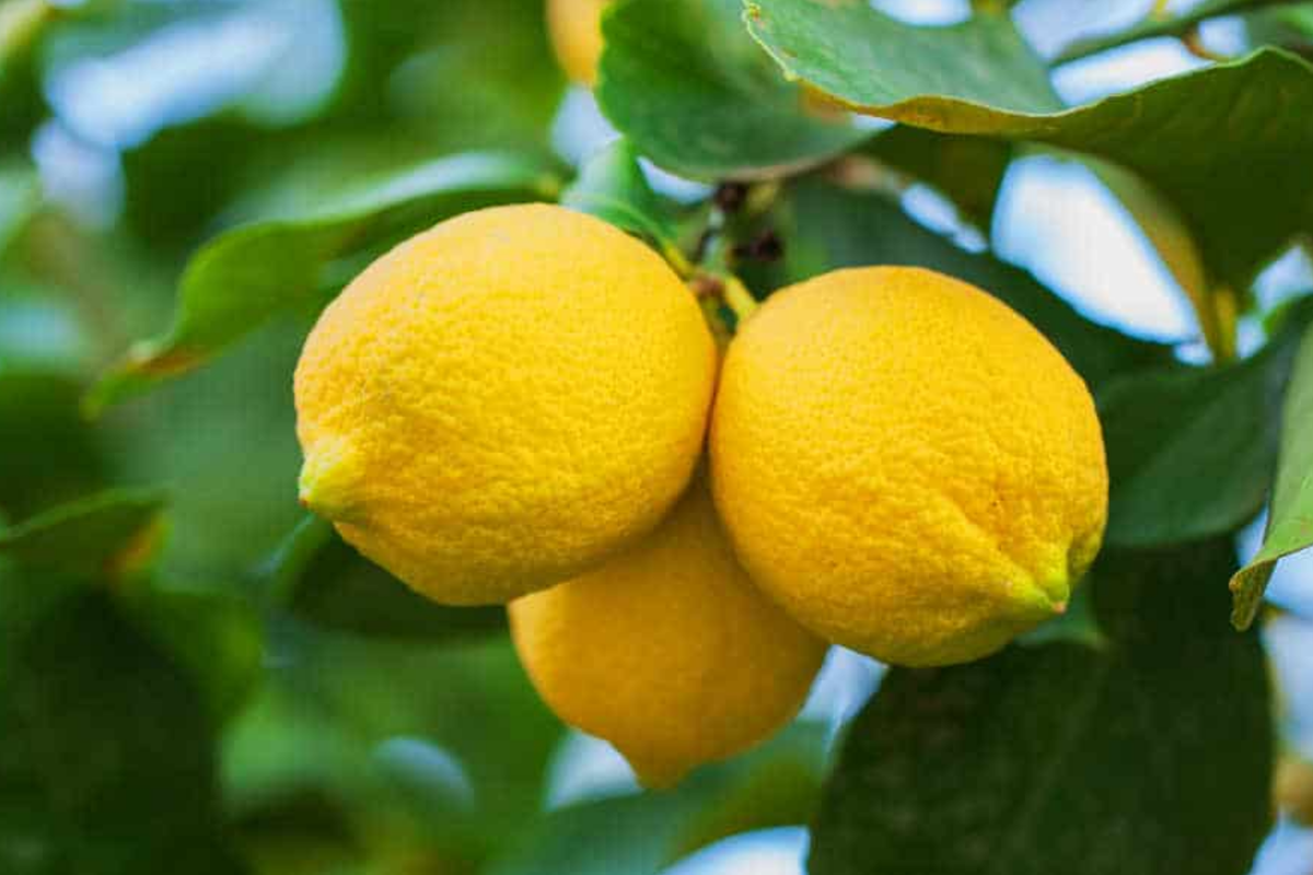 Lemon Tree Seeds - 15 Fresh Seeds - Citrus limon - Ideal for Planting - Home Garden Citrus Fruit