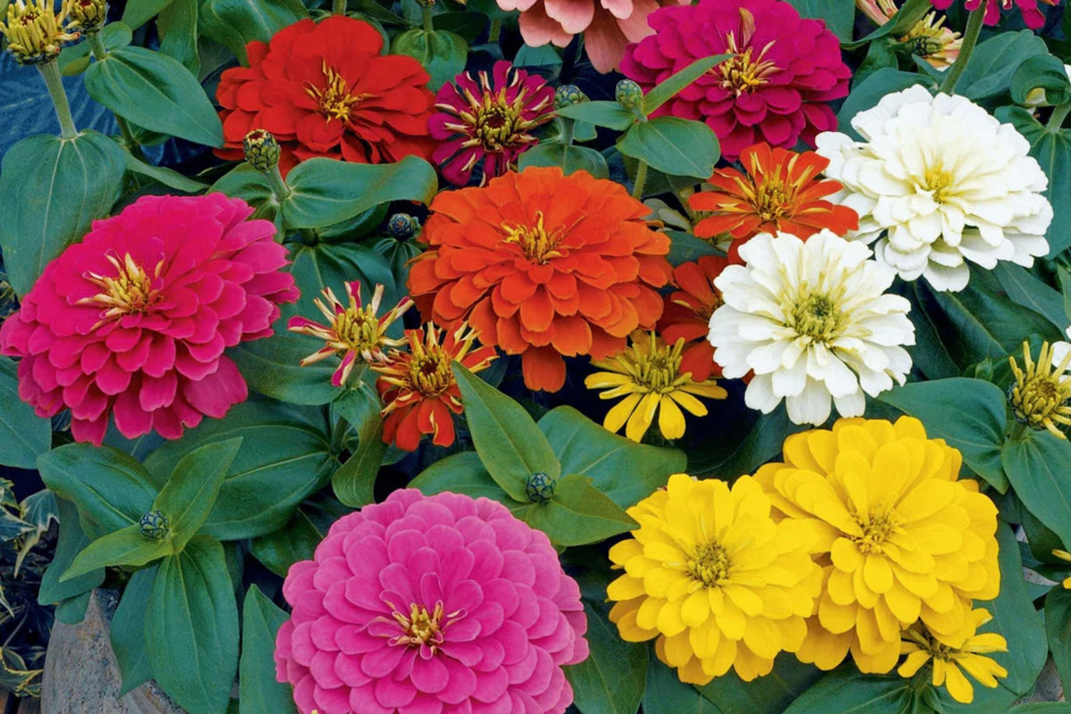 Magellan Mix Zinnia Seeds, 100+ Dwarf Flower Seeds, Colorful Blooms, Zinnia elegans, Compact for Container & Border Gardening