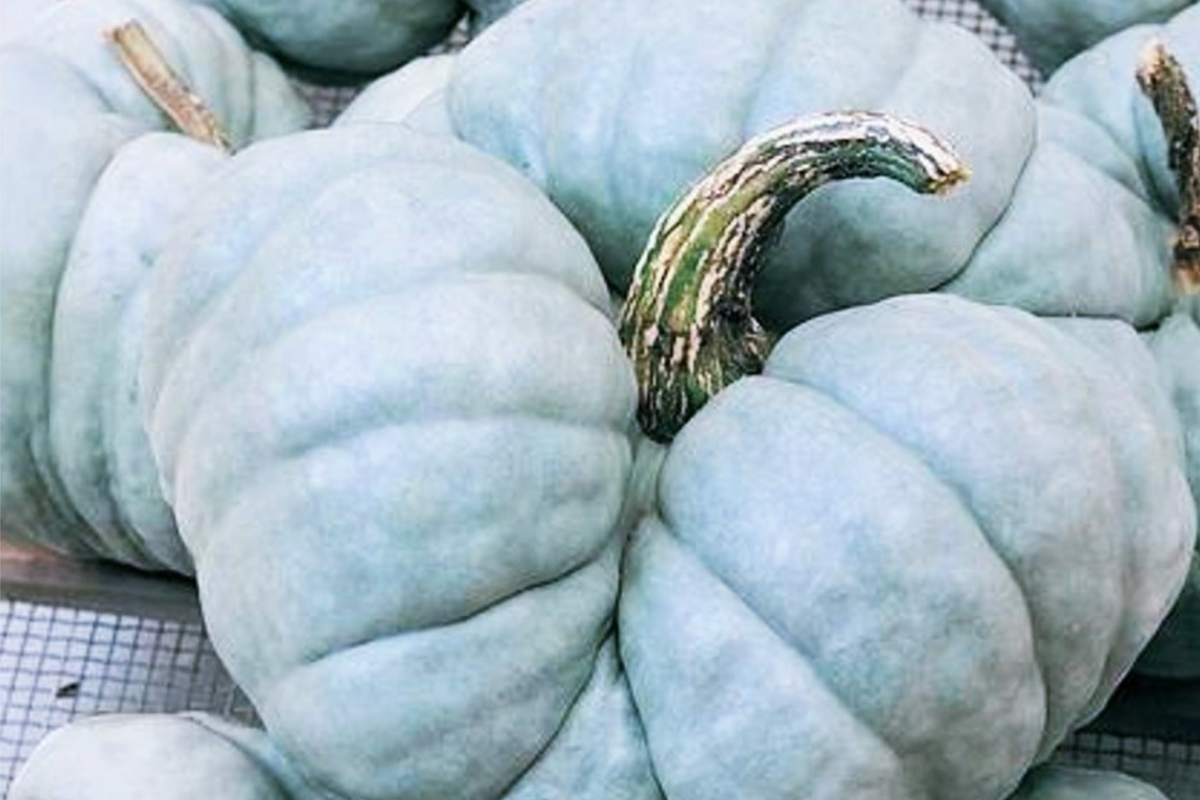 Heirloom Jarrahdale Pumpkin Seeds - 10 Seeds, Blue-Green Skin, Cucurbita maxima, US Harvested Winter Squash for Home Gardening