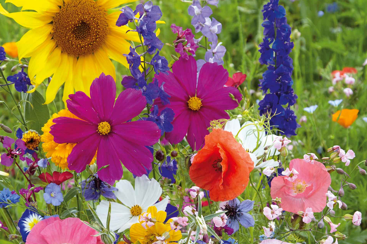 California Poppy Seeds 525mg Mission Bells Mix Eschscholzia californica Colorful Flower Seeds for Gardening