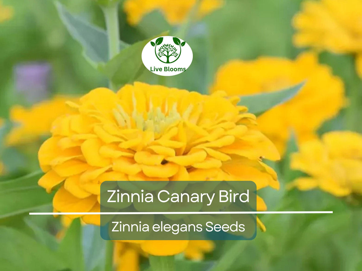 100 Seeds Zinnia Canary Bird Double Blooms - Non-GMO, Vibrant Yellow Flowers, Attracts Butterflies, Easy to Grow - Zinnia elegans