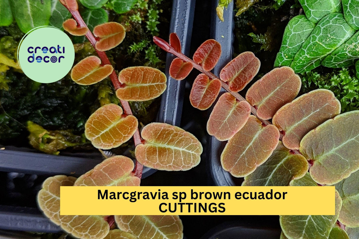 Christmas Cactus Starter Plant - Miss Shimano - Schlumbergera Truncata - Well-Rooted Indoor Cactus for Holiday Decor