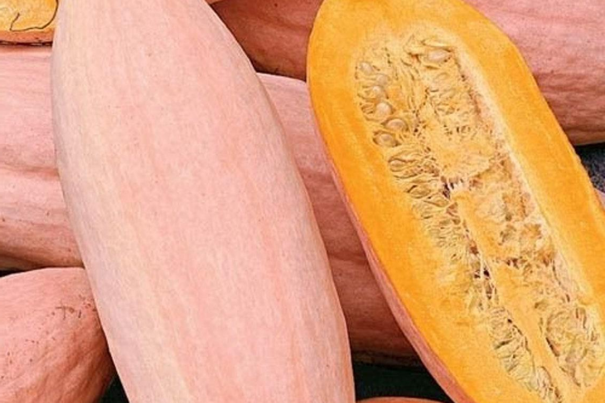 Pink Banana Squash Seeds - 20 Seeds, Giant Vegetable for Fall & Winter, Cucurbita maxima
