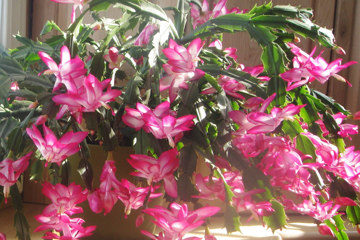 Christmas Cactus Stem Cuttings - 3 Colors - Easy to Root - Thanksgiving Cactus (Schlumbergera spp.)