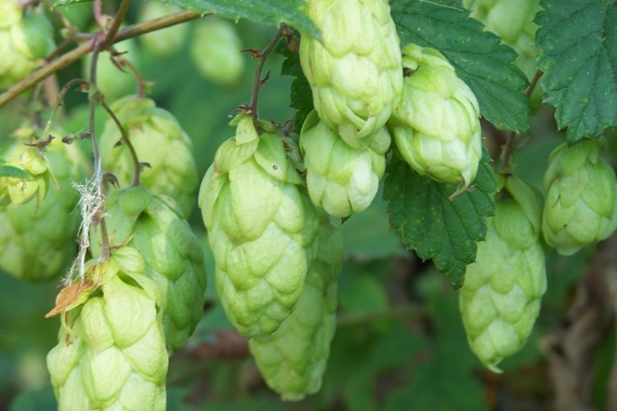 Common Hops Seeds - 40 Seeds - Humulus Lupulus - Aromatic Brewing Vine for Beer - Fast Shipping, US Seller