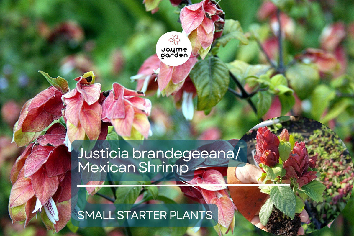 Christmas Cactus Starter Plant - Miss Shimano - Schlumbergera Truncata - Well-Rooted Indoor Cactus for Holiday Decor