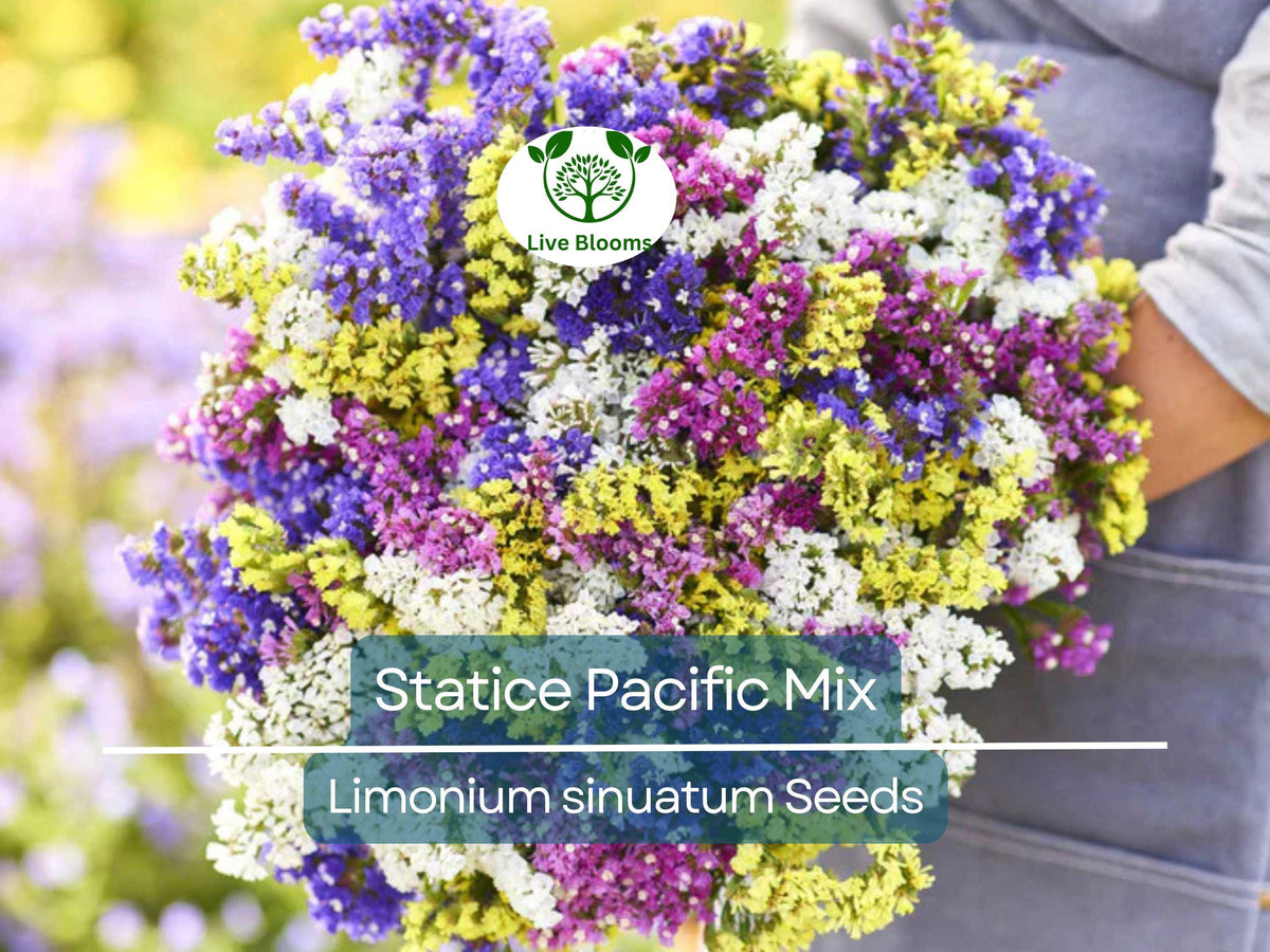 50 Seeds Statice Pacific Mix, Non-GMO Cut Flowers for Dried Arrangements, Limonium sinuatum, Easy to Grow, Long-Lasting Blooms