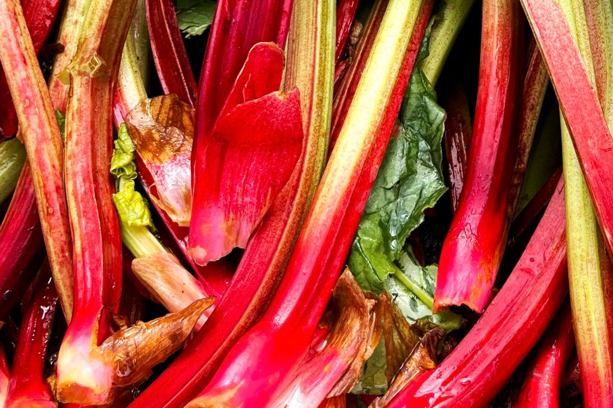 Redventure Celery Seeds - 150 Seeds - Open-Pollinated Vegetable - Apium graveolens - Unique Flavor & Color for Home Gardening