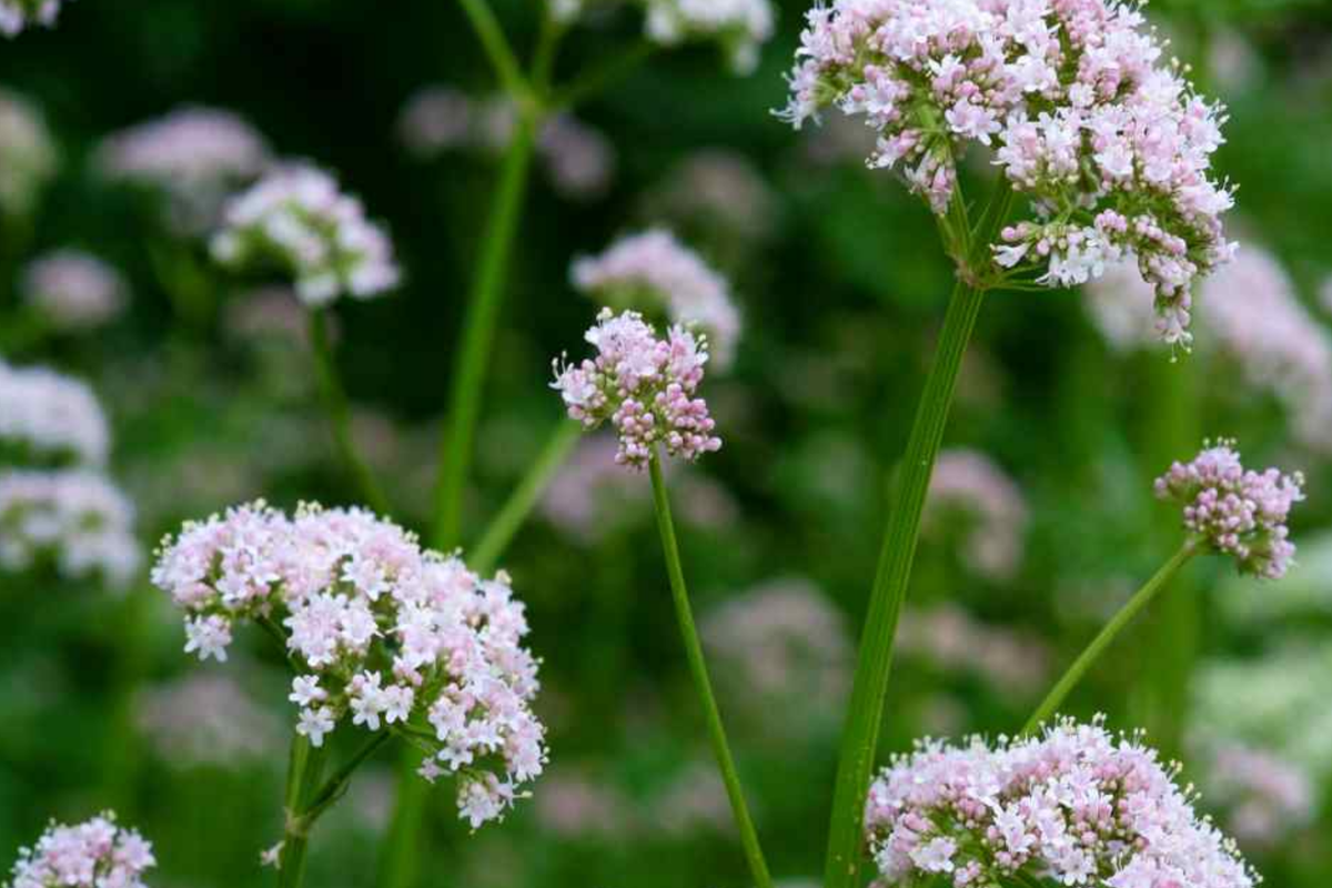 Society Garlic Seeds - 15 PCS, Purple Heirloom Herb, Tulbaghia Violacea, Perennial for Kitchen & Garden, USDA Zones 7-11