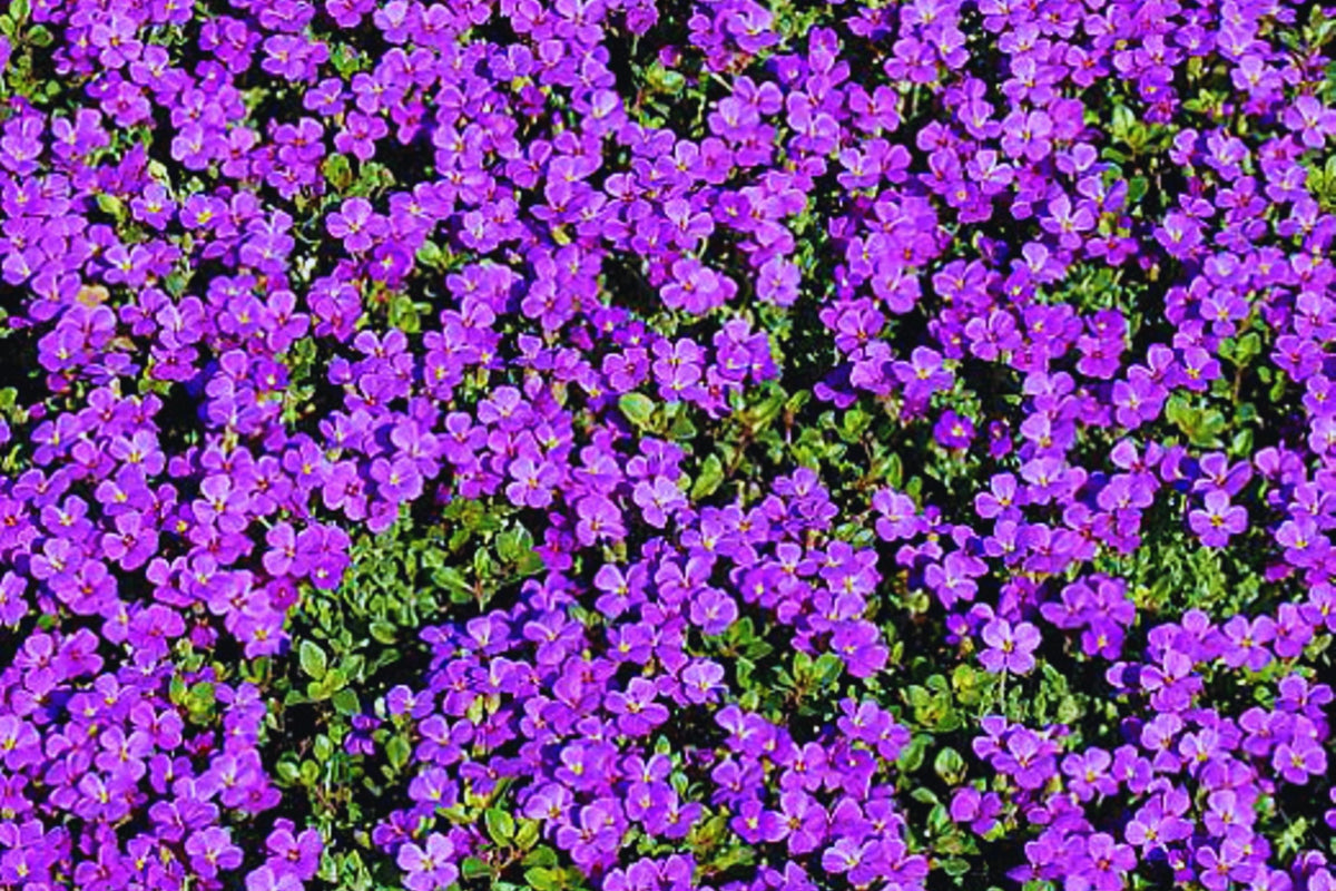 Purple Rock Cress Seeds - 200+ Count Lilac Perennial Groundcover - Aubrieta deltoidea - USA