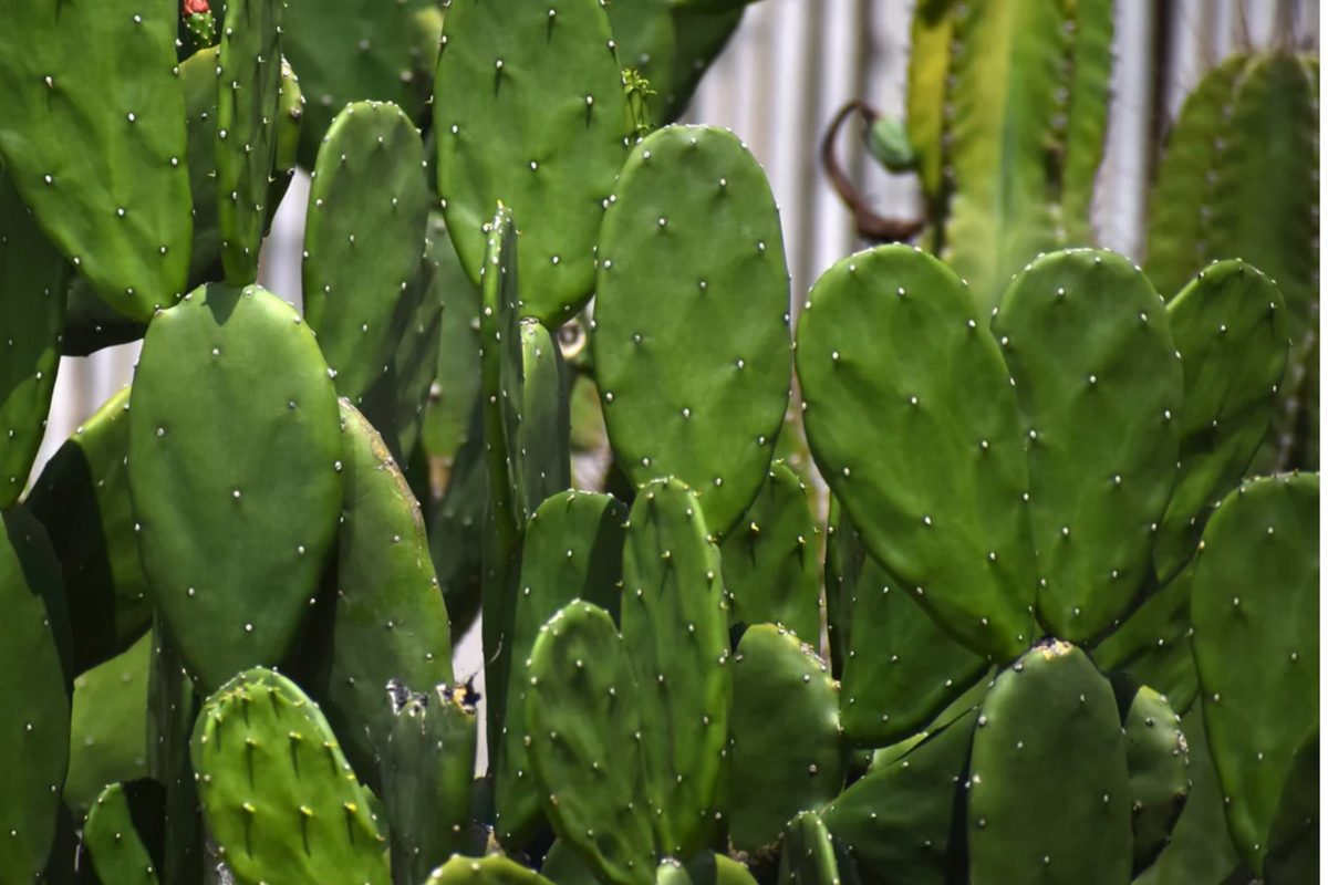 40 Seeds Sweet Yellow Prickly Pear Cactus - Opuntia ficus-indica - Edible Indian Fig Cactus for Home Gardening