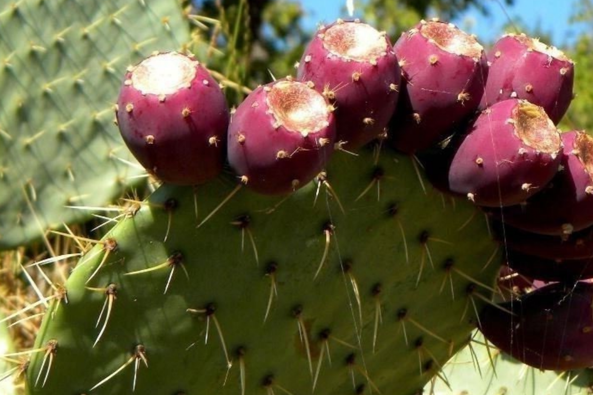 Sweet Red Prickly Pear Cactus Seeds, 40 PCS, Opuntia humifusa, Cold Hardy, Edible Fruit, Indian Fig, Perennial