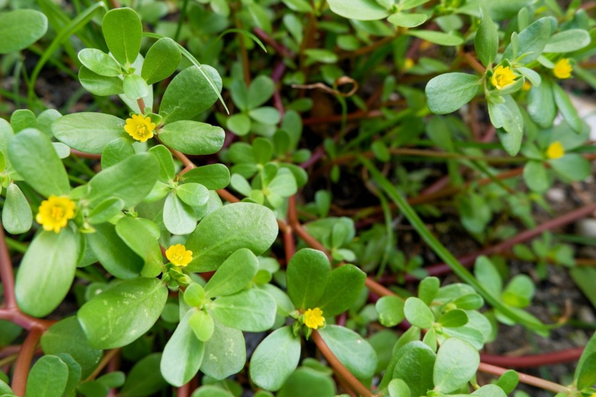 Golden Purslane Seeds - 250 PCS - Nutritious Annual Herb for Cooking - Portulaca oleracea - Easy to Grow, Full Sun