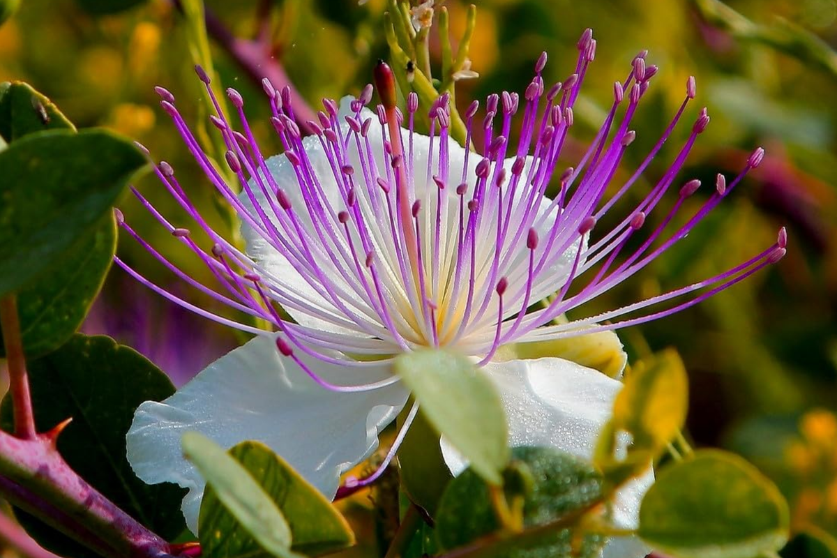 Caper Bush Seeds 20 PCS - Capparis Spinosa - Perennial Edible Berry Plant for Garden