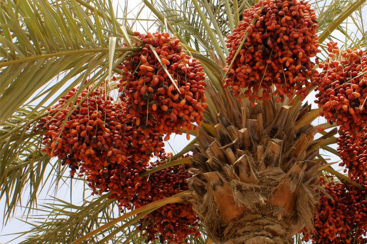 Date Palm Seeds - 10 Organic Seeds - Phoenix Dactylifera - Ideal for DIY Home Gardening - US Seller for Outdoor Gardens