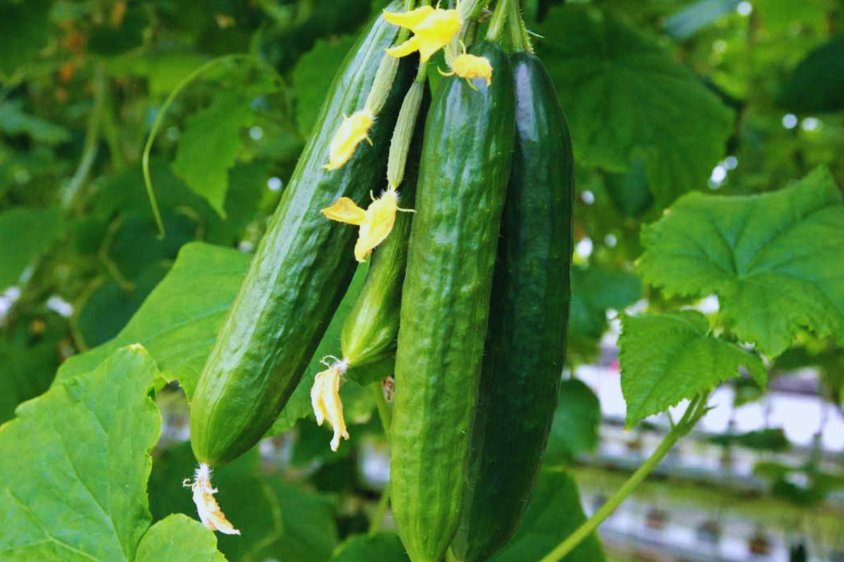 Spacemaster Cucumber Seeds - Non-GMO, Easy to Grow, Compact Variety - Cucumis sativus - Perfect for Small Spaces and Container Gardening
