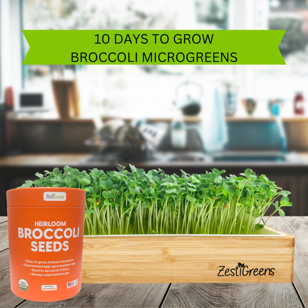 Organic Broccoli Seeds