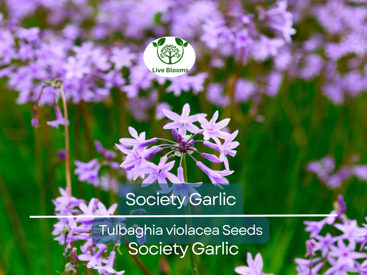 50 Society Garlic Seeds - Purple Ornamental Edible Perennial (T. violacea) - Aromatic Blooms for Garden & Culinary Use