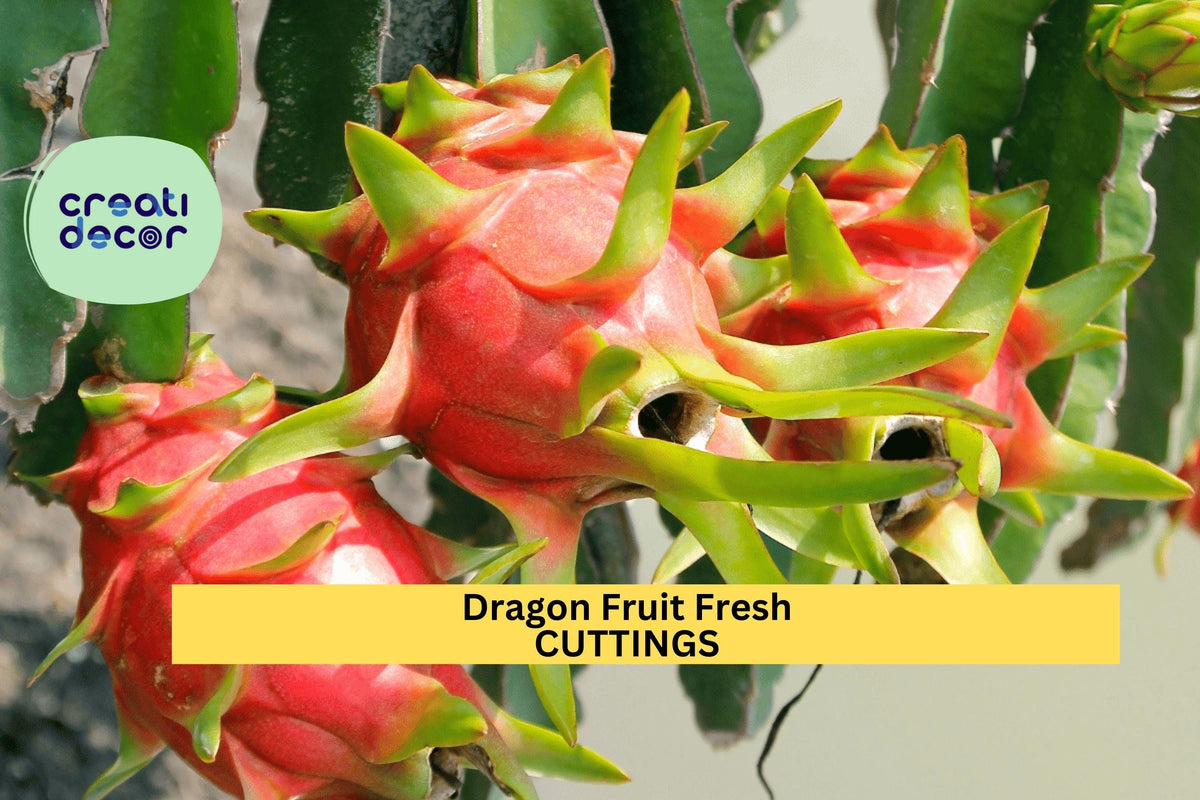 Christmas Cactus Starter Plant - Miss Shimano - Schlumbergera Truncata - Well-Rooted Indoor Cactus for Holiday Decor