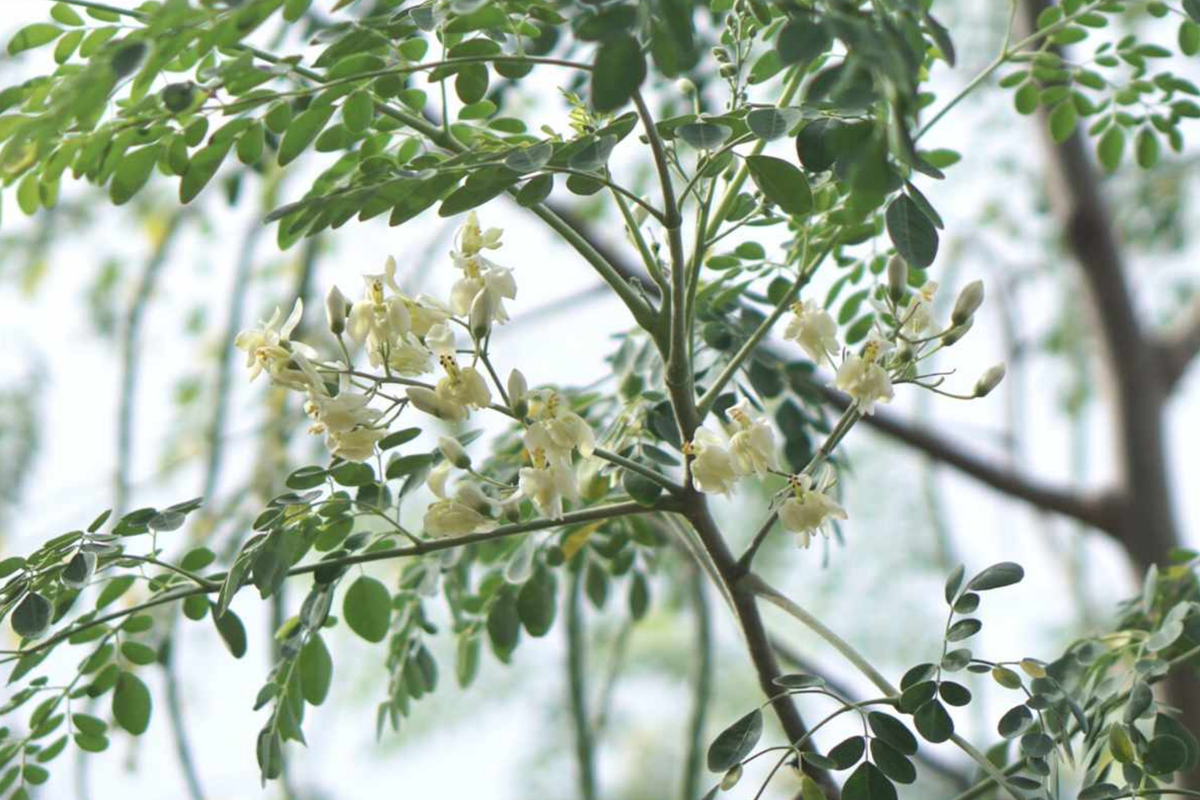 Moringa Tree Seeds - 10 Seeds - Drumstick Tree, Tree of Life (Moringa Oleifera) - Nutrient-Rich Superfood for Gardens
