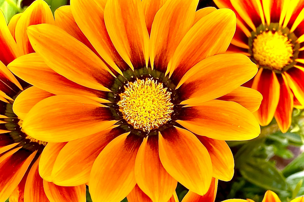 Gazania Seeds, 25 Count, Kiss Orange Flame, Gazania rigens, Annual Flowering Plant, Orange Red Striped Blooms