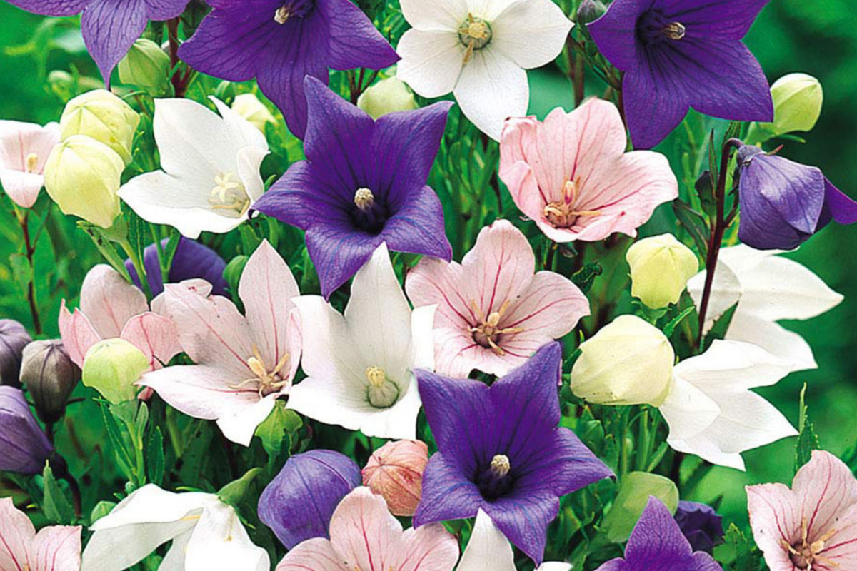 Platycodon Double Balloon Flower Seeds, 40 PCS Mixed Colors, Perennial (Platycodon grandiflorus) for Vibrant Gardens