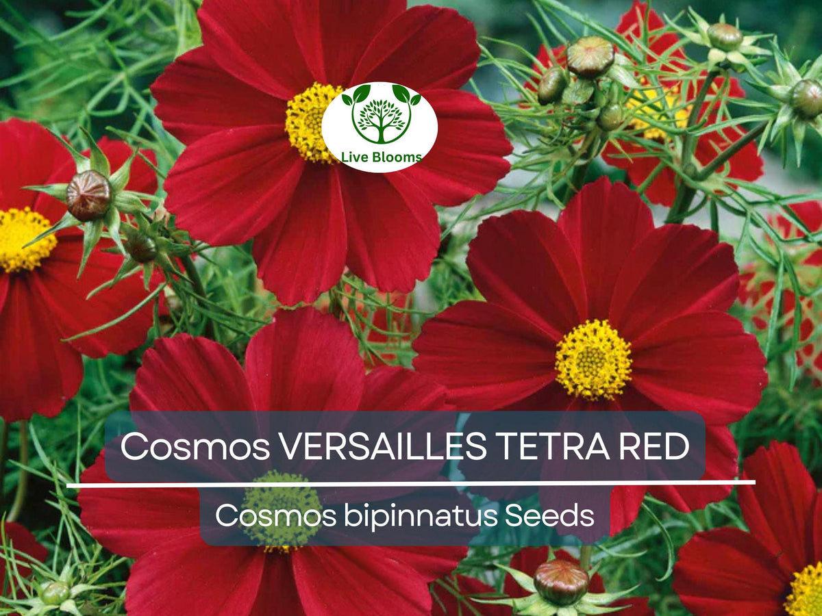 50 Cosmos VERSAILLES TETRA Red Seeds - Non-GMO, Easy to Grow, Attracts Pollinators - Cosmos bipinnatus