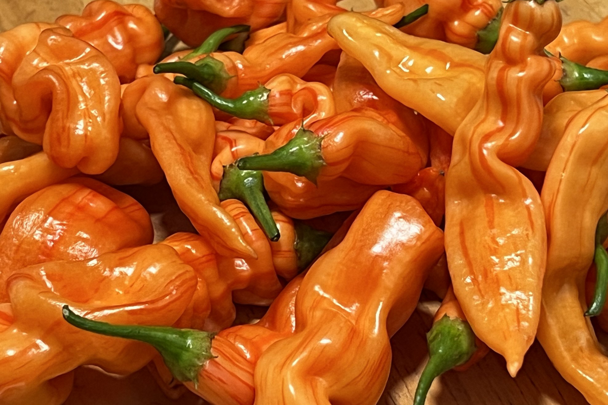 3 Sugar Rush Peach Pepper Starter Plants - Capsicum baccatum - Sweet & Spicy, High Yield for Hot Sauce & Gardening