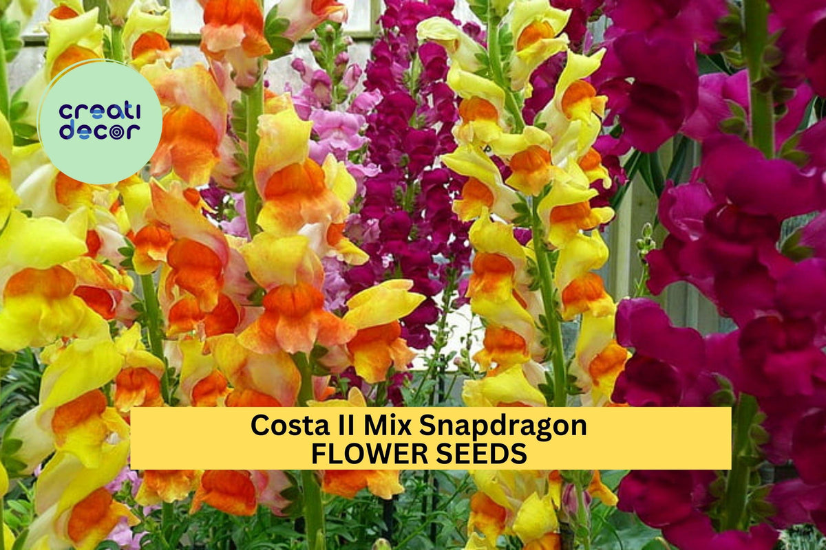 Christmas Cactus Starter Plant - Miss Shimano - Schlumbergera Truncata - Well-Rooted Indoor Cactus for Holiday Decor