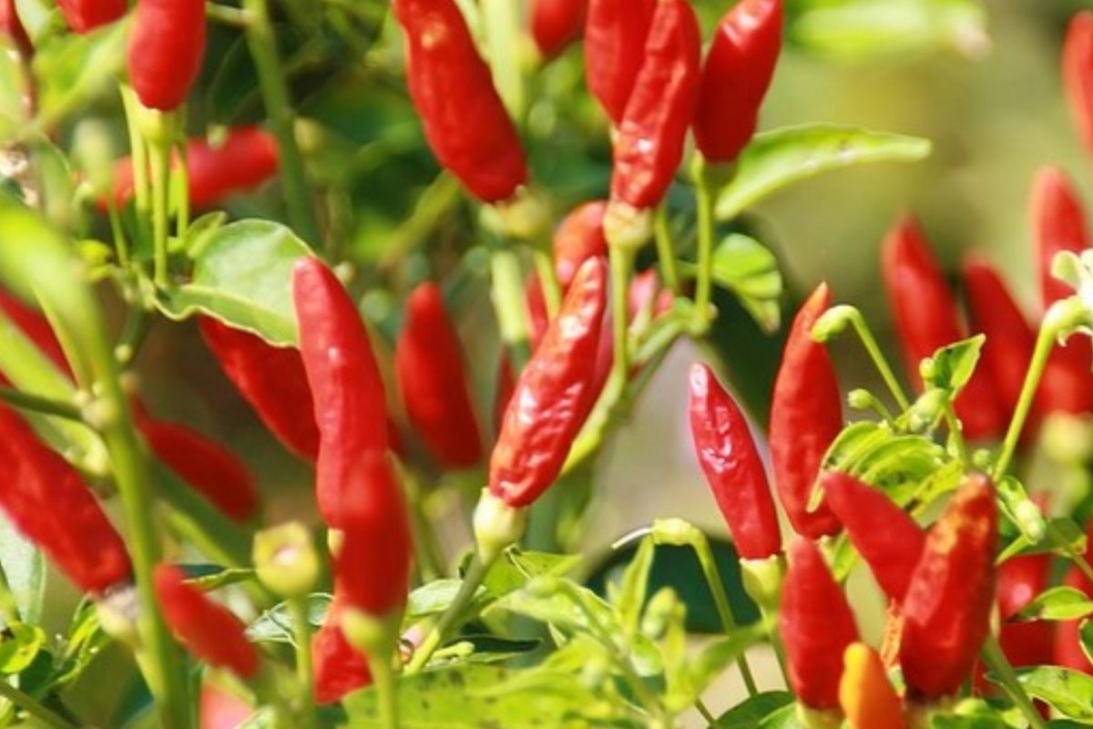 3 Tabasco Pepper Starter Plants - Spicy Tangy Chili - Capsicum frutescens - High Yield for Gardens & Container Growing