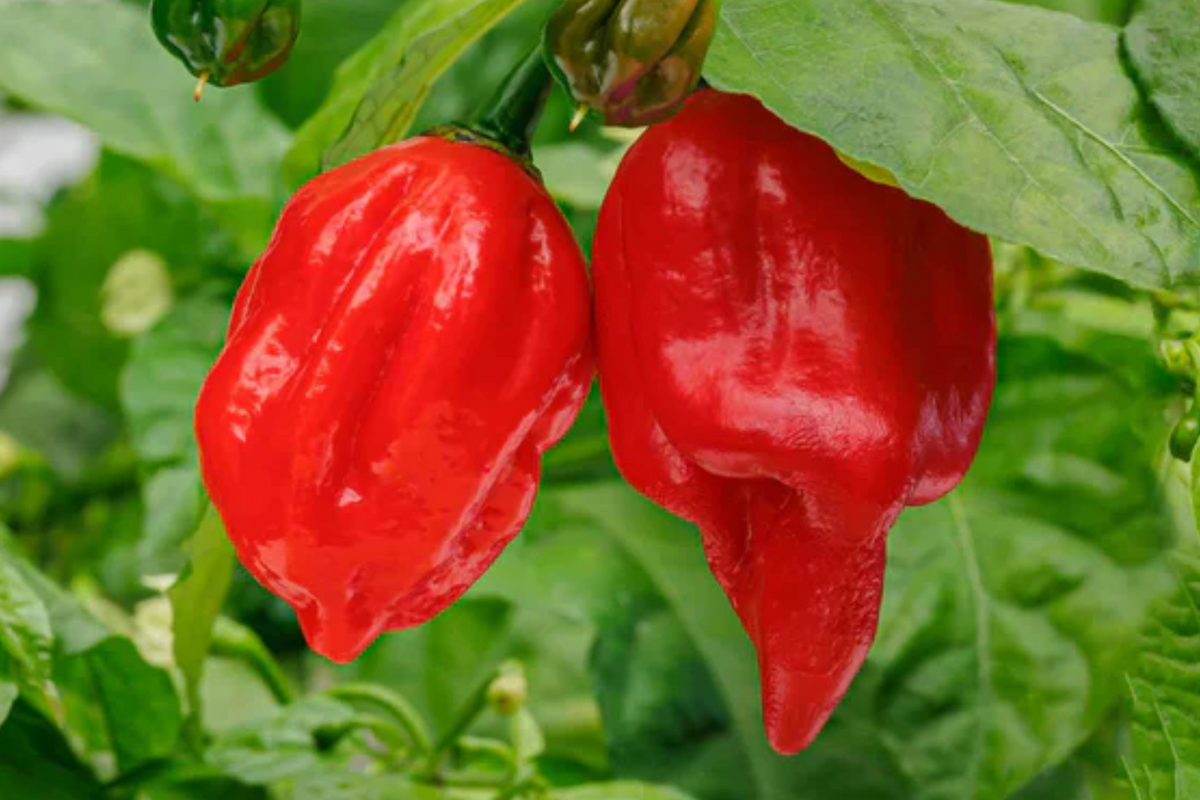 3 Starter Plants 7 Pot Red Pepper - Super Hot Chili Capsicum chinense - Extreme Heat for Spicy Recipes & Container Growing