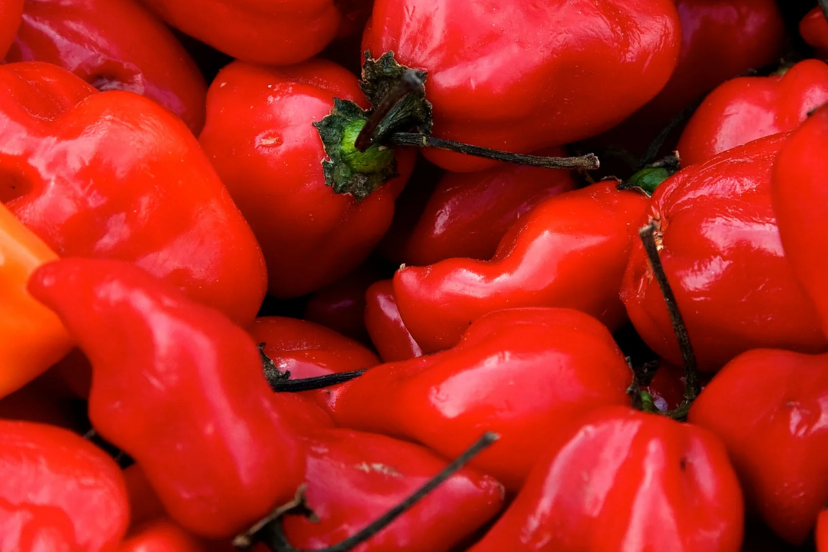 3 Caribbean Red Habanero Starter Plants - Super Hot Pepper - Capsicum chinense - High Yield for Spicy Recipes & Container Gardens