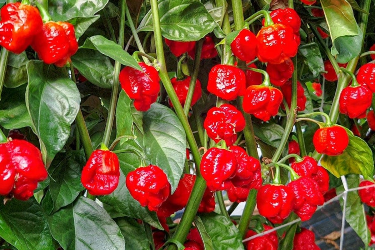 3 Trinidad Moruga Scorpion Pepper Starter Plants - Super Hot Chili - Capsicum chinense - Ideal for Gardens & Containers